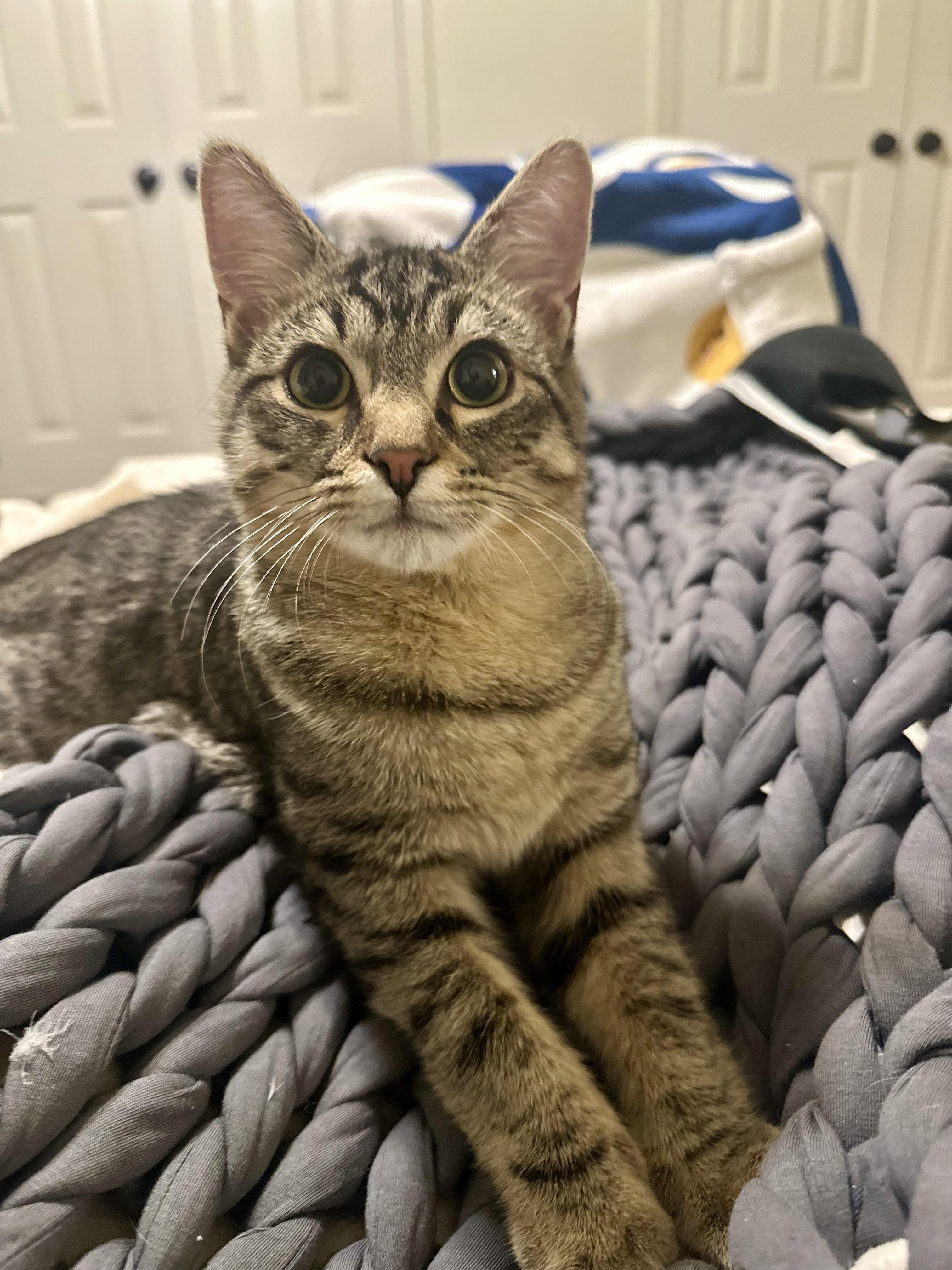 Enlarge Wesley, a ADOPTABLE Tabby in Bethel, CT image 2/6