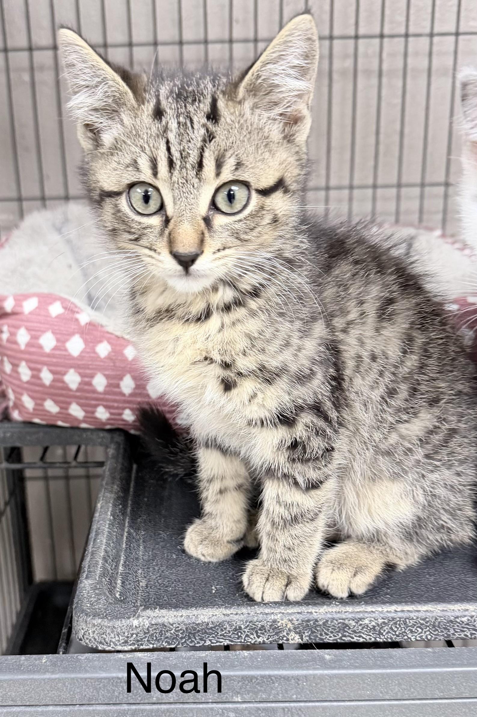 Enlarge Noah, a ADOPTABLE Domestic Medium Hair in Sylacauga, AL image 1/1