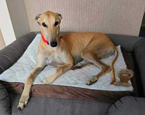 Enlarge Norman, a ADOPTABLE Greyhound in Berkley, MI image 1/1