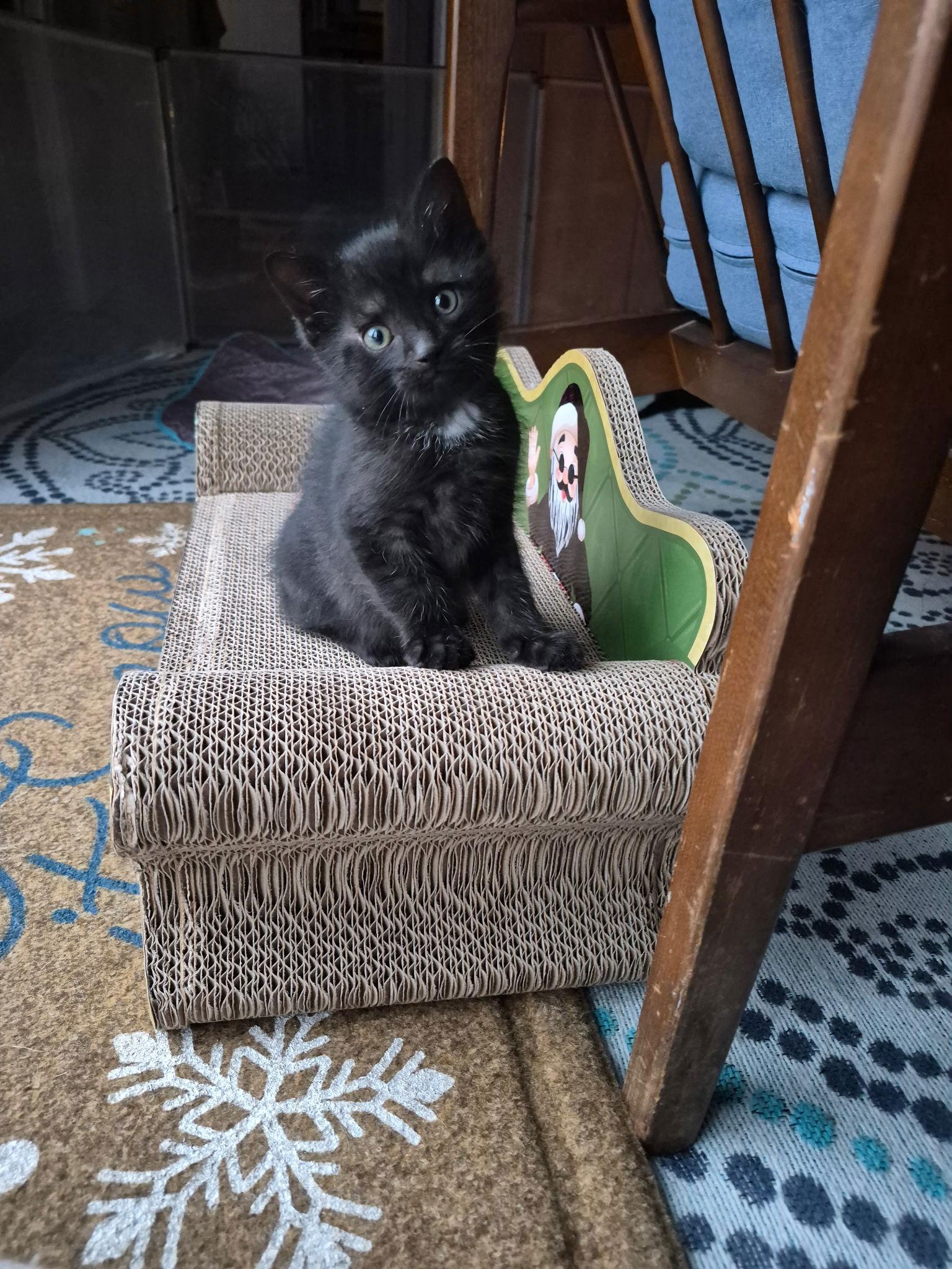 C310  litter Zorro, Adopted, Kitten Male Domestic Short Hair.