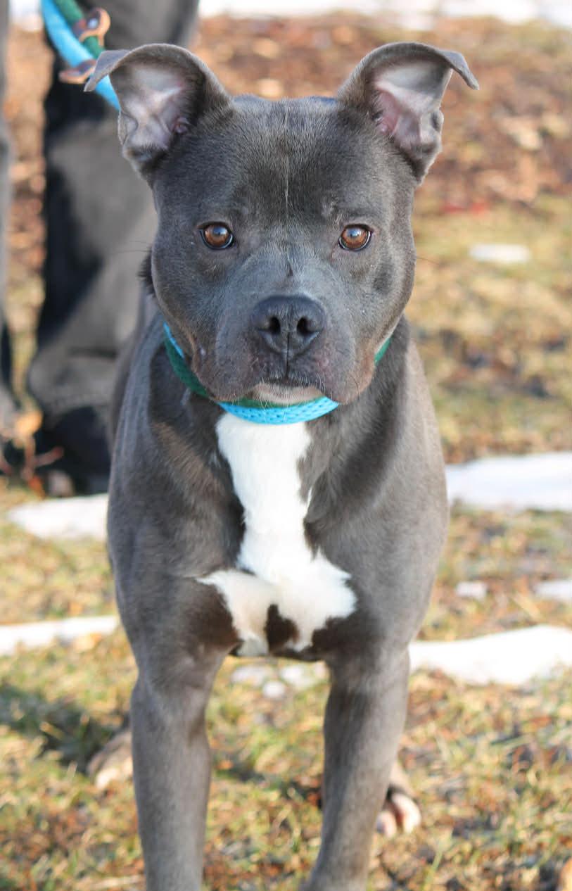 Enlarge ROCKY, a ADOPTABLE Mixed Breed in Wyandotte, MI image 3/5