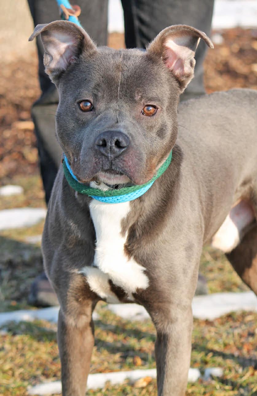 Enlarge ROCKY, a ADOPTABLE Mixed Breed in Wyandotte, MI image 4/5