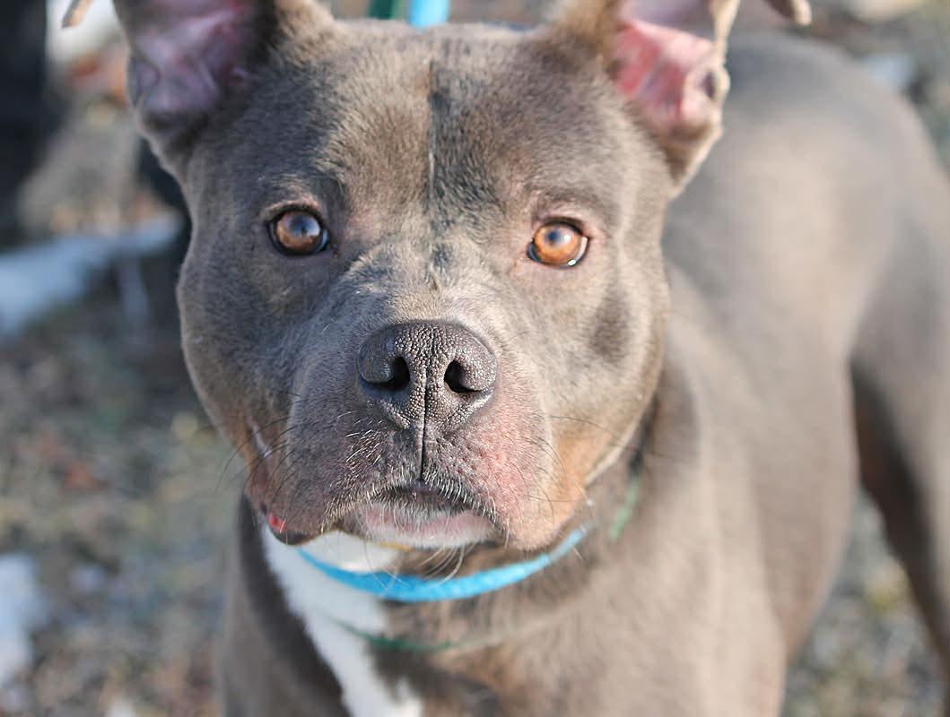 Enlarge ROCKY, a ADOPTABLE Mixed Breed in Wyandotte, MI image 1/5