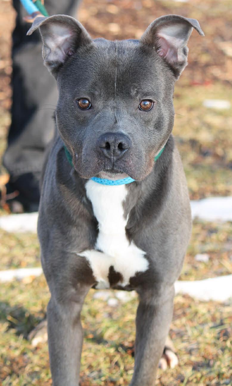 Enlarge ROCKY, a ADOPTABLE Mixed Breed in Wyandotte, MI image 5/5