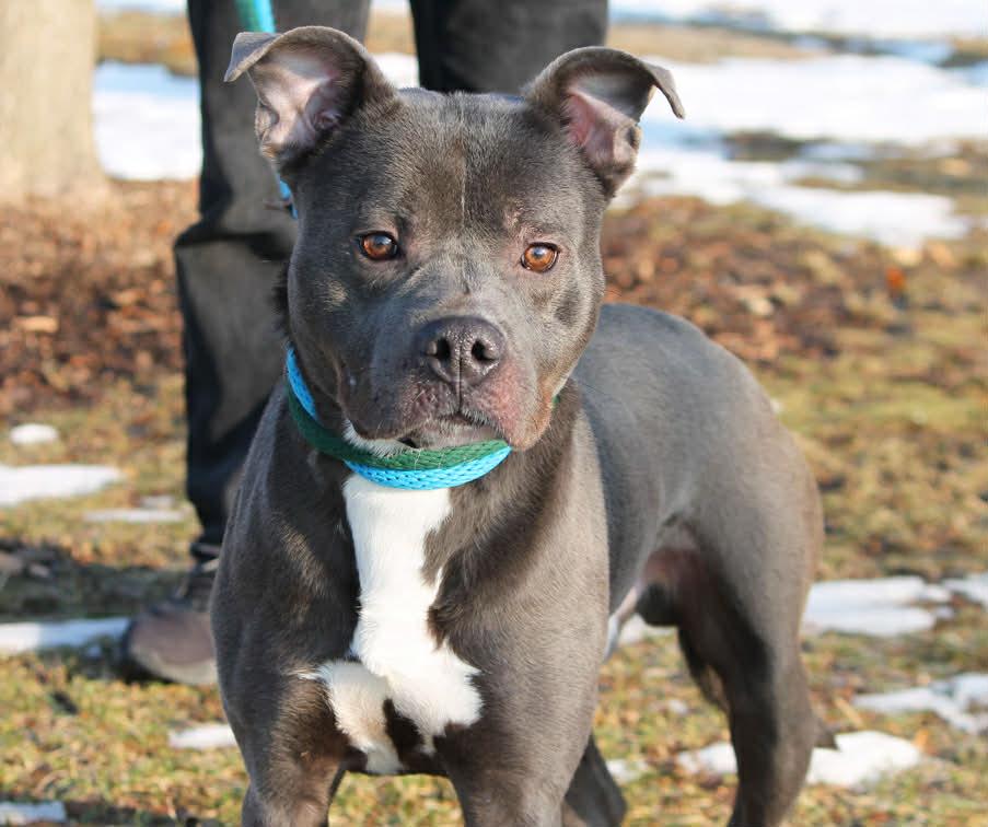 Enlarge ROCKY, a ADOPTABLE Mixed Breed in Wyandotte, MI image 2/5