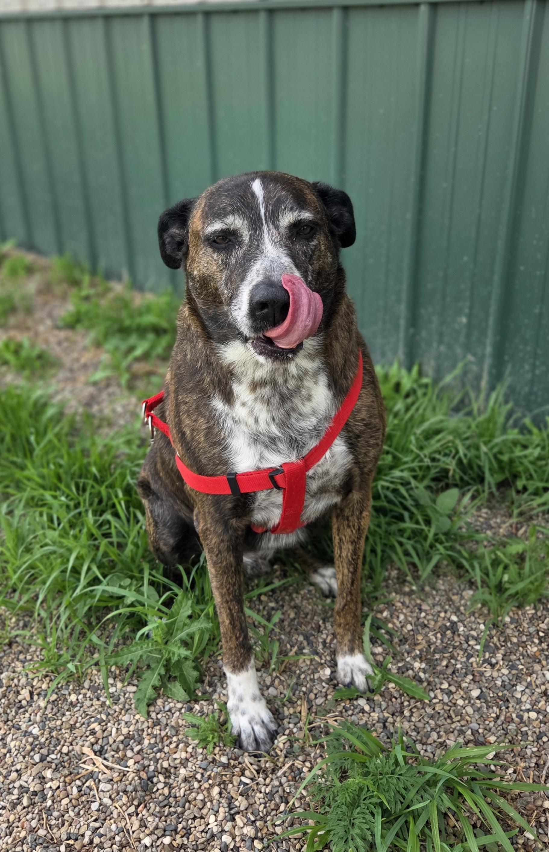 Buddy Holly, a ADOPTABLE mixed breed in Brookings, SD image 2/4
