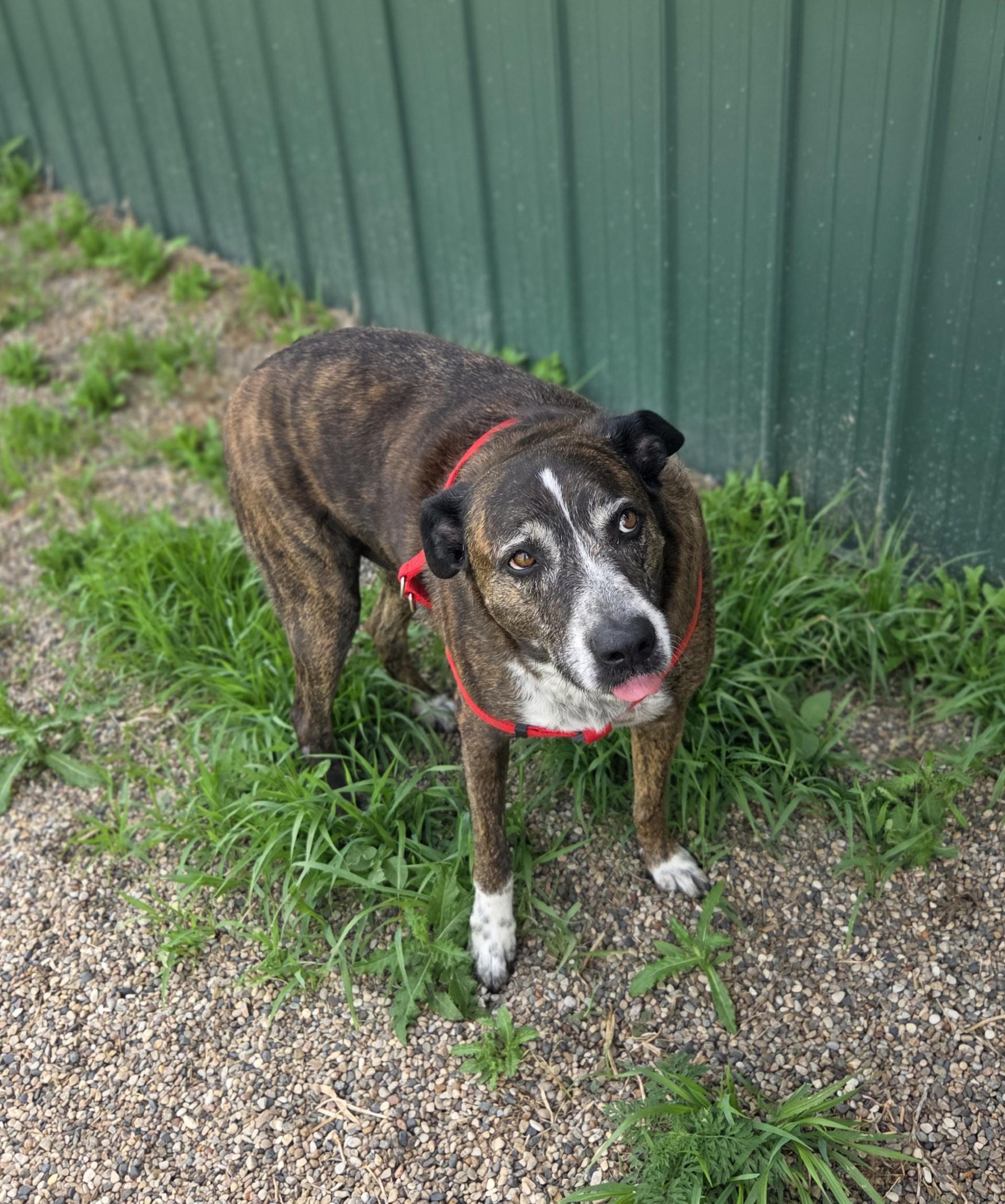 Buddy Holly, a ADOPTABLE mixed breed in Brookings, SD image 4/4