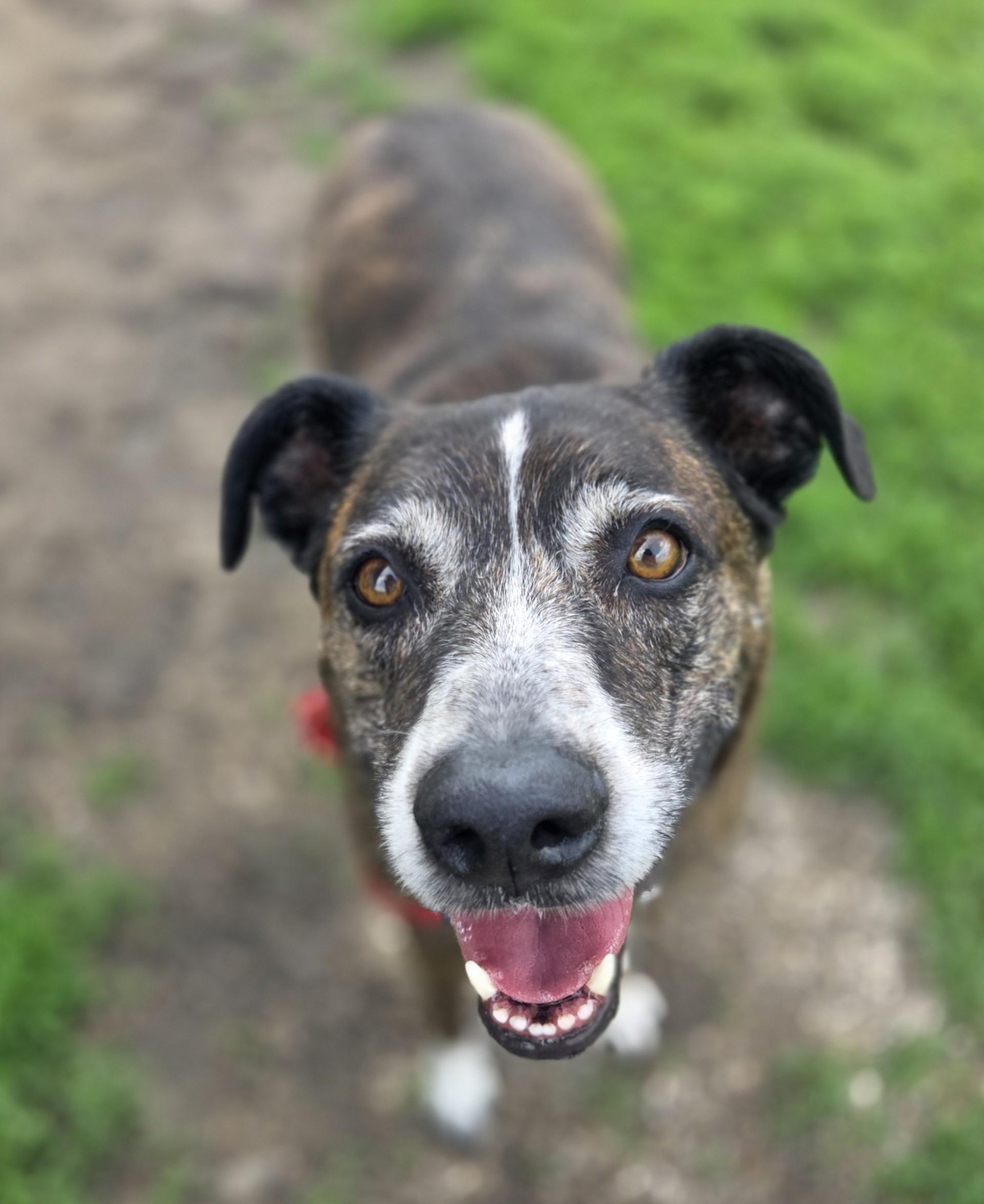 Buddy Holly, a ADOPTABLE mixed breed in Brookings, SD image 1/4