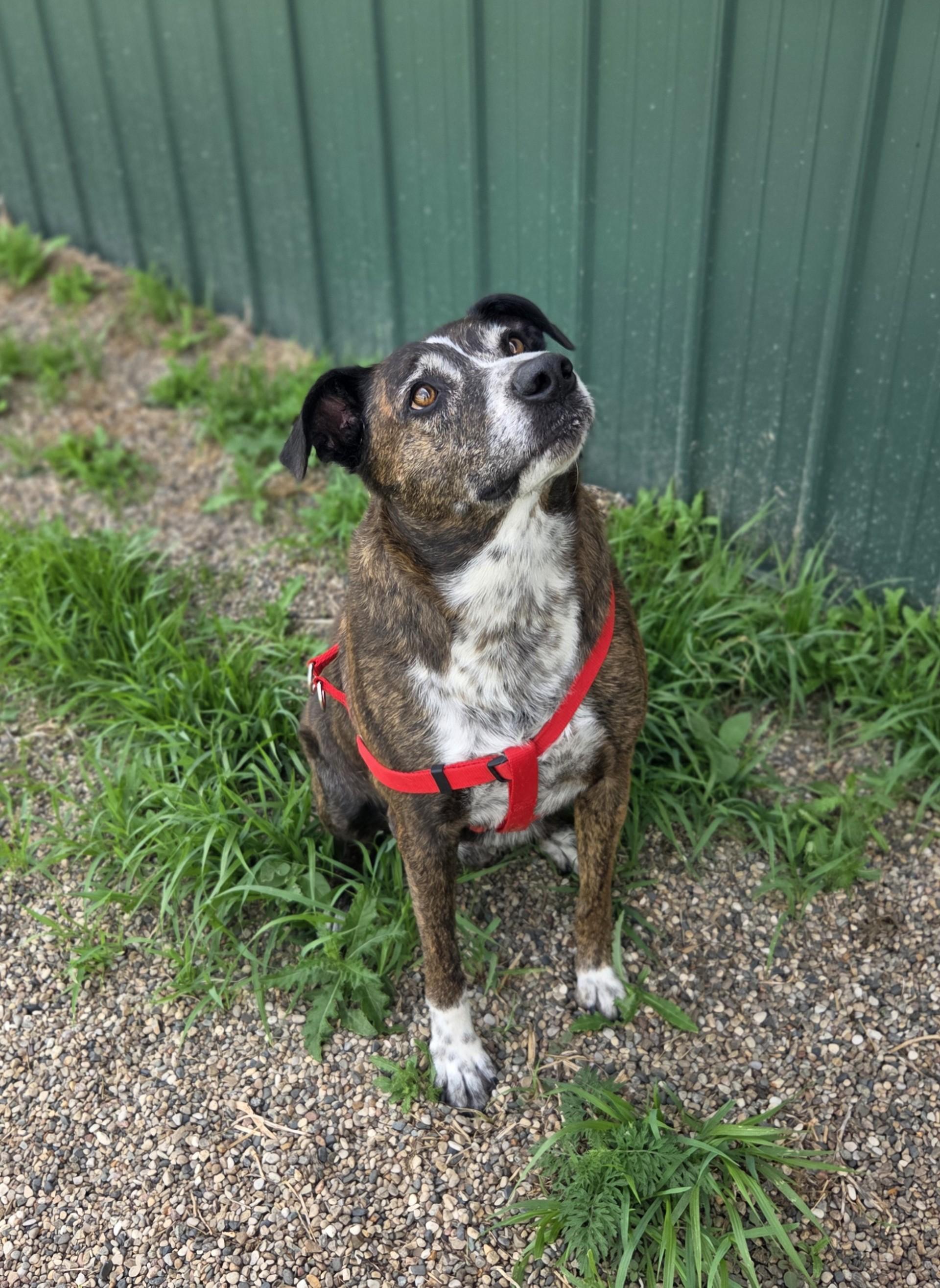 Buddy Holly, a ADOPTABLE mixed breed in Brookings, SD image 3/4