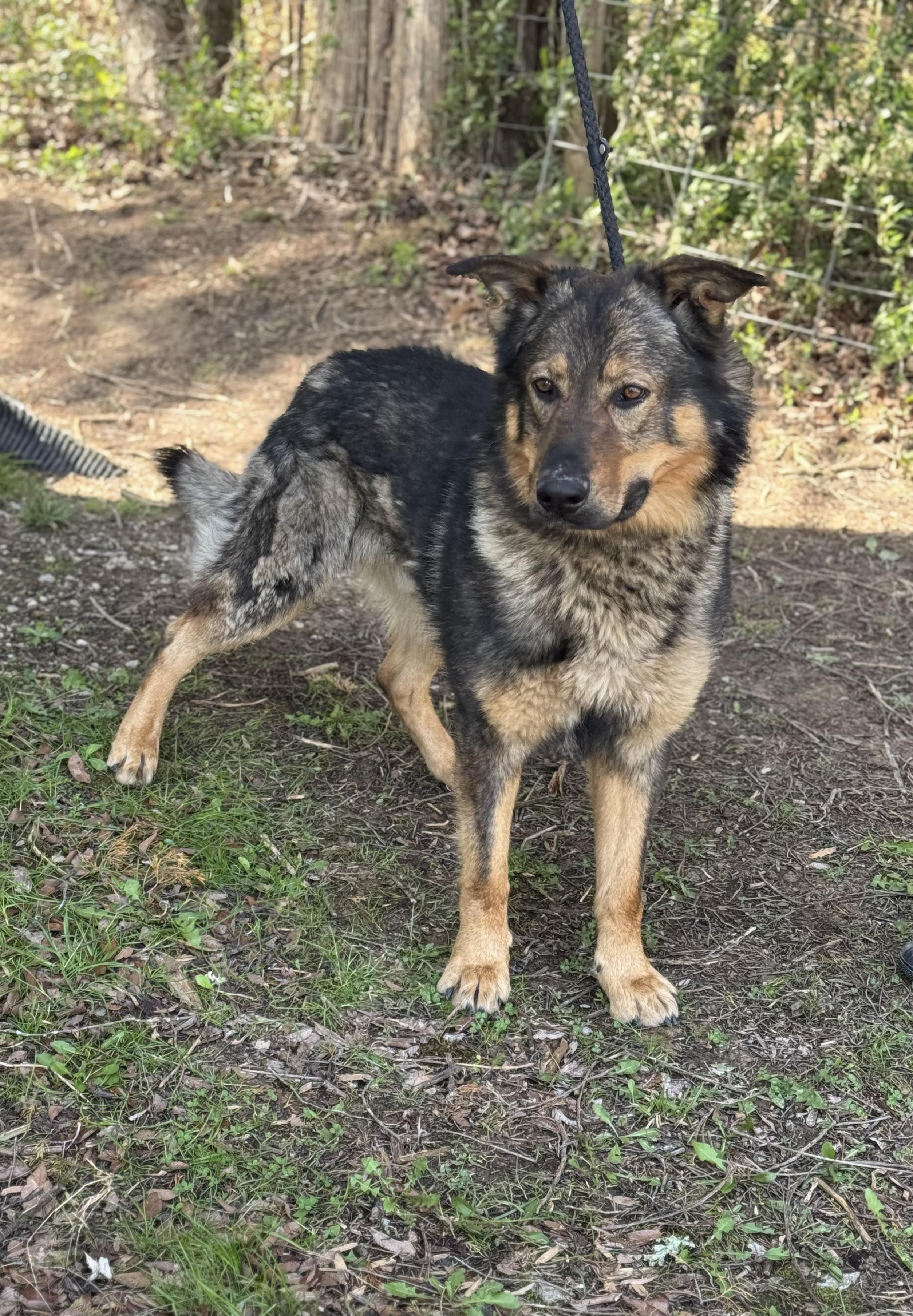 Thor, ADOPTABLE, Adult Male German Shepherd Dog & Labrador Retriever.
