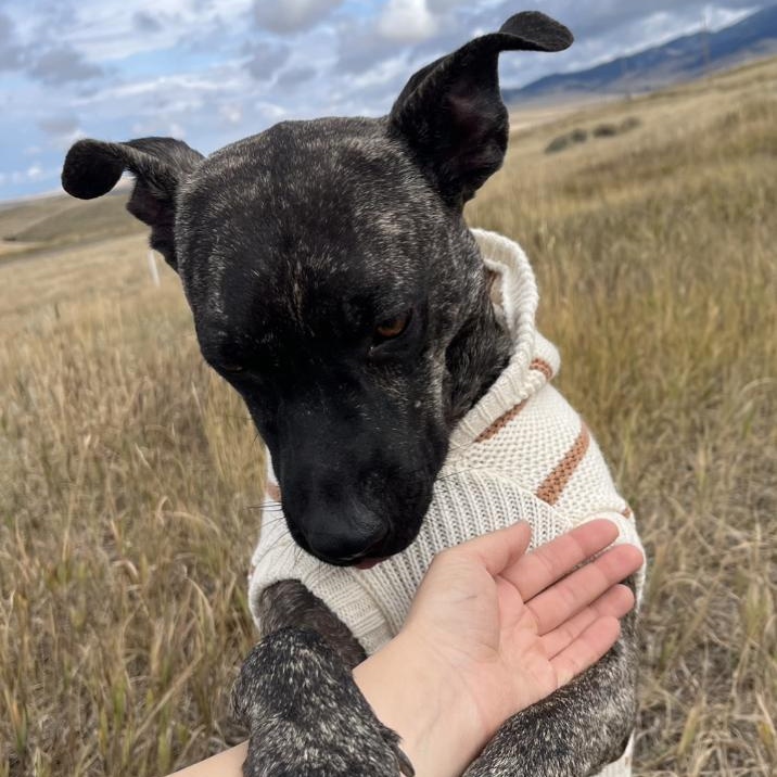 Ollie, a Adopted Mixed Breed in Bozeman, MT image 2/4