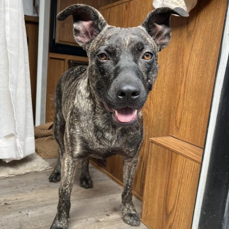 Ollie, Adopted, Young Male Mixed Breed.