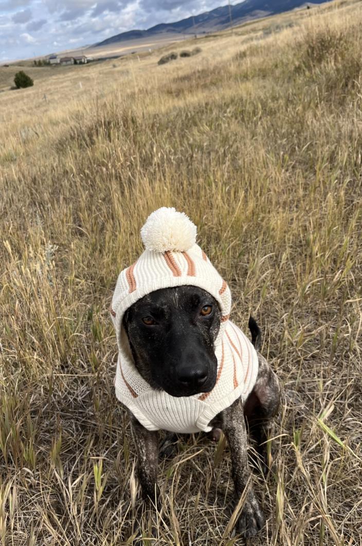 Ollie, a Adopted Mixed Breed in Bozeman, MT image 4/4