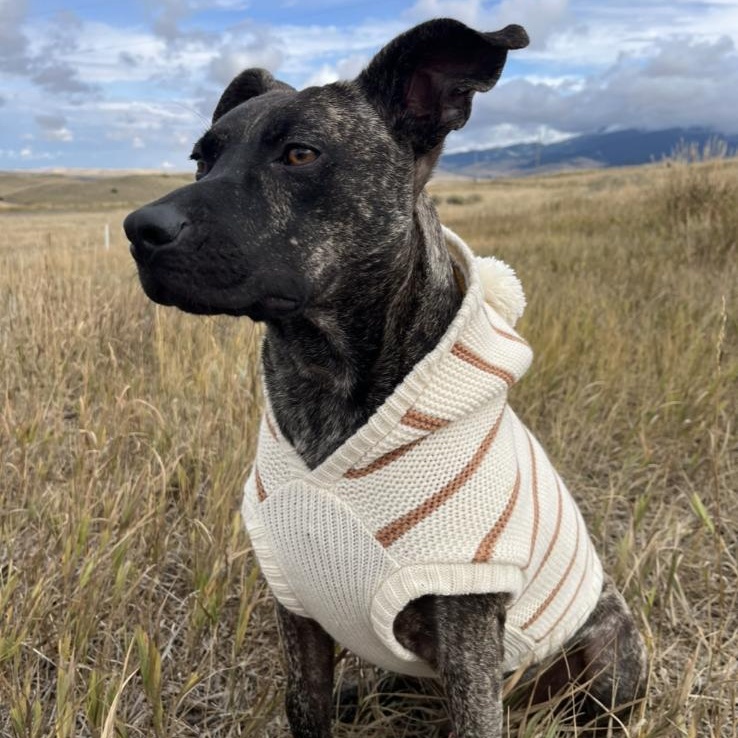 Ollie, a Adopted Mixed Breed in Bozeman, MT image 3/4