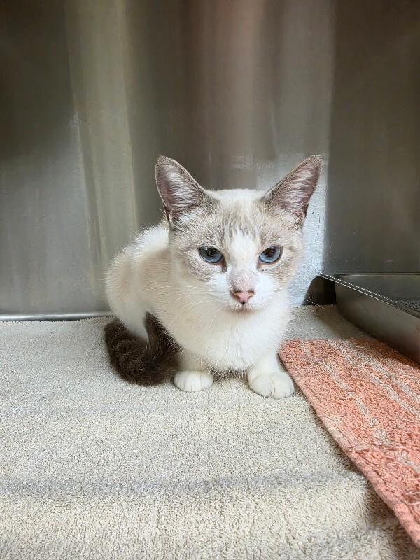 Enlarge Jasmine, a Adoptable Siamese in Bluffton, IN image 1/2