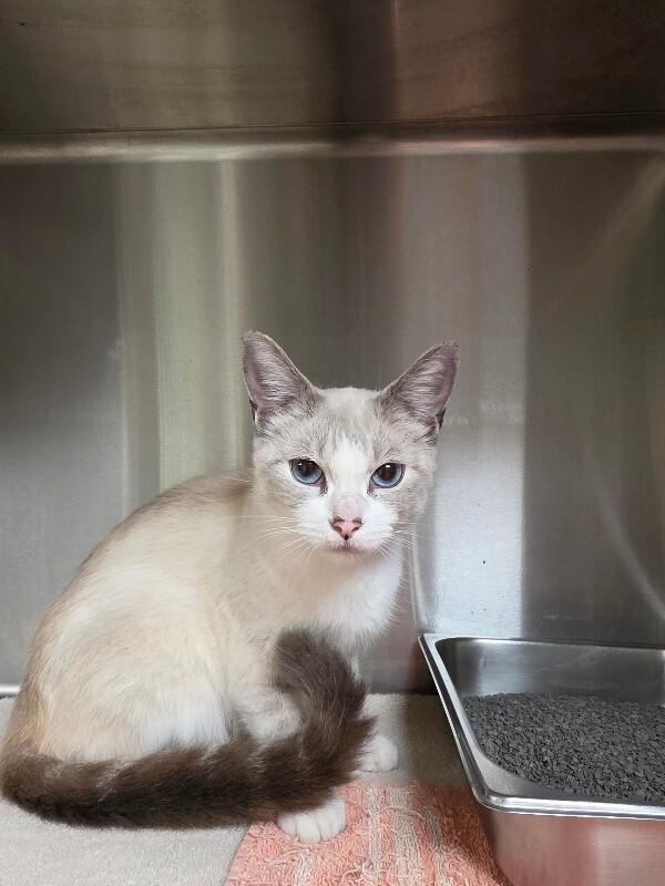 Enlarge Jasmine, a Adoptable Siamese in Bluffton, IN image 2/2