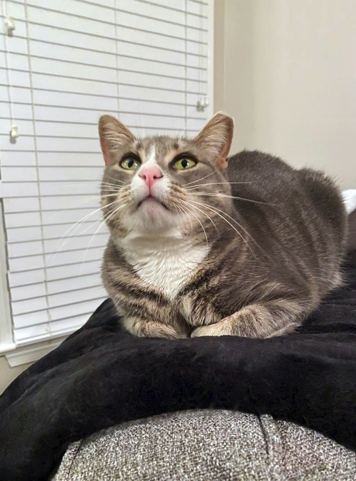 Poppy, a Adoptable Domestic Short Hair in Smithfield, VA image 1/6