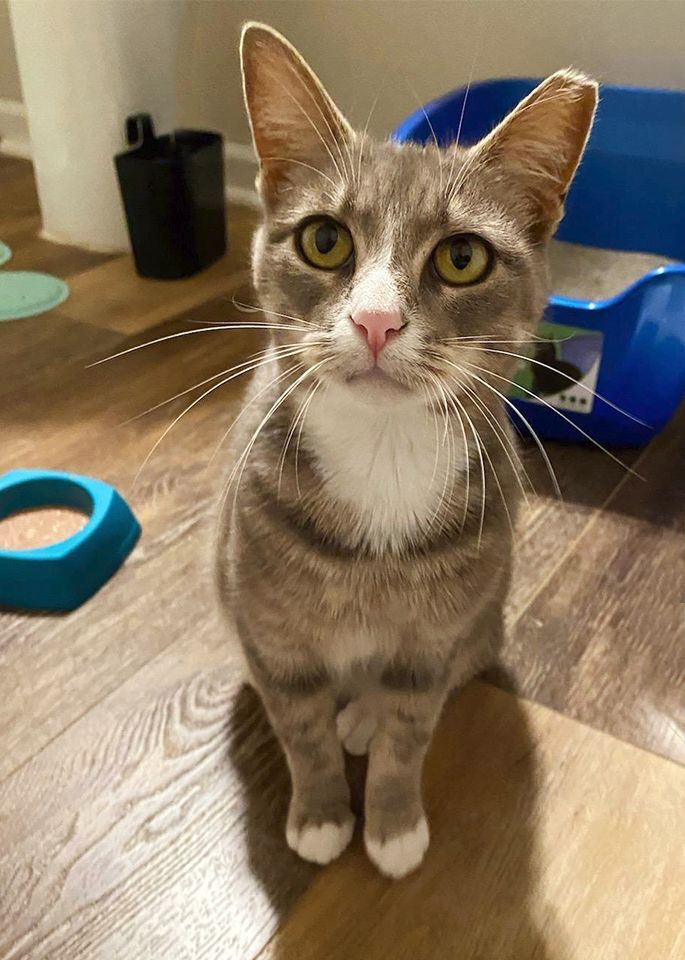 Poppy, a Adoptable Domestic Short Hair in Smithfield, VA image 2/6