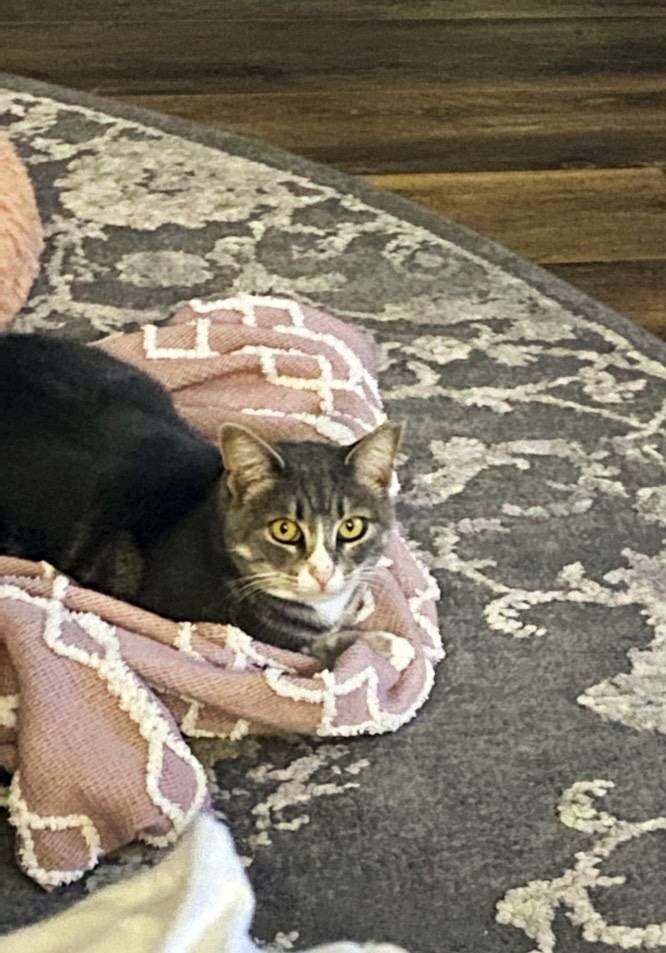 Poppy, a Adoptable Domestic Short Hair in Smithfield, VA image 3/6