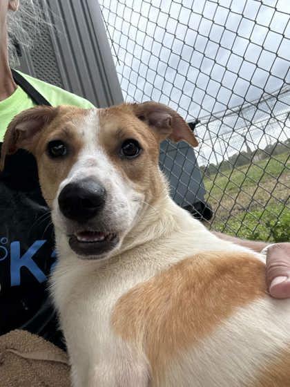 Enlarge Chloe, a ADOPTABLE mixed breed in Inverness, FL image 3/3