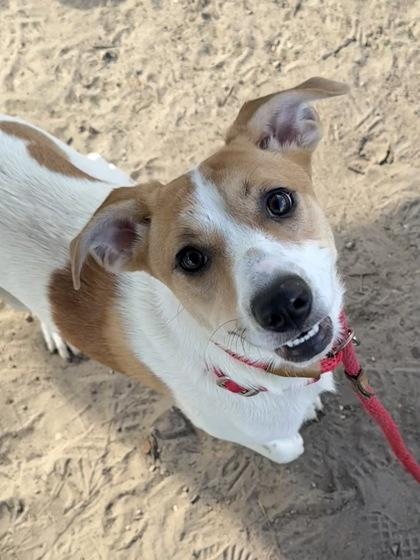 Chloe, ADOPTABLE, Young Female Parson Russell Terrier & Jack Russell Terrier.