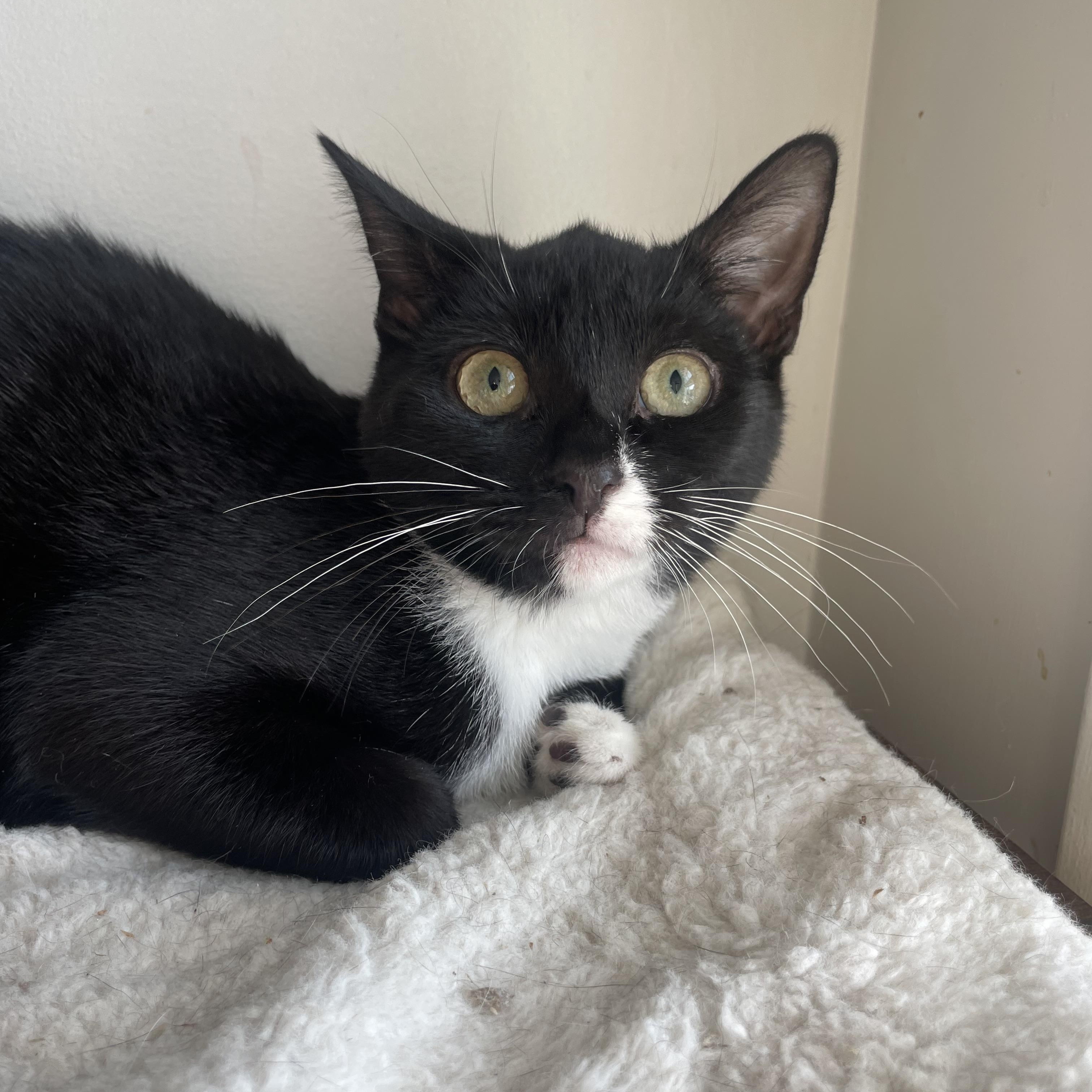 Marley, Adoptable, Young Female Tuxedo & Domestic Short Hair.