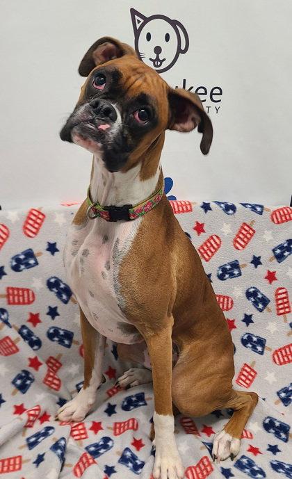 Enlarge Sadie (7066), a Adoptable Boxer in Lake City, MI image 1/1