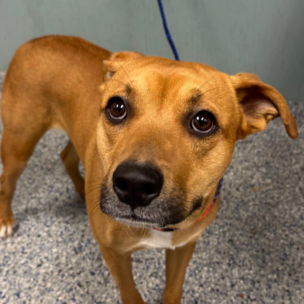 Max, Adoptable, Adult Male Retriever.