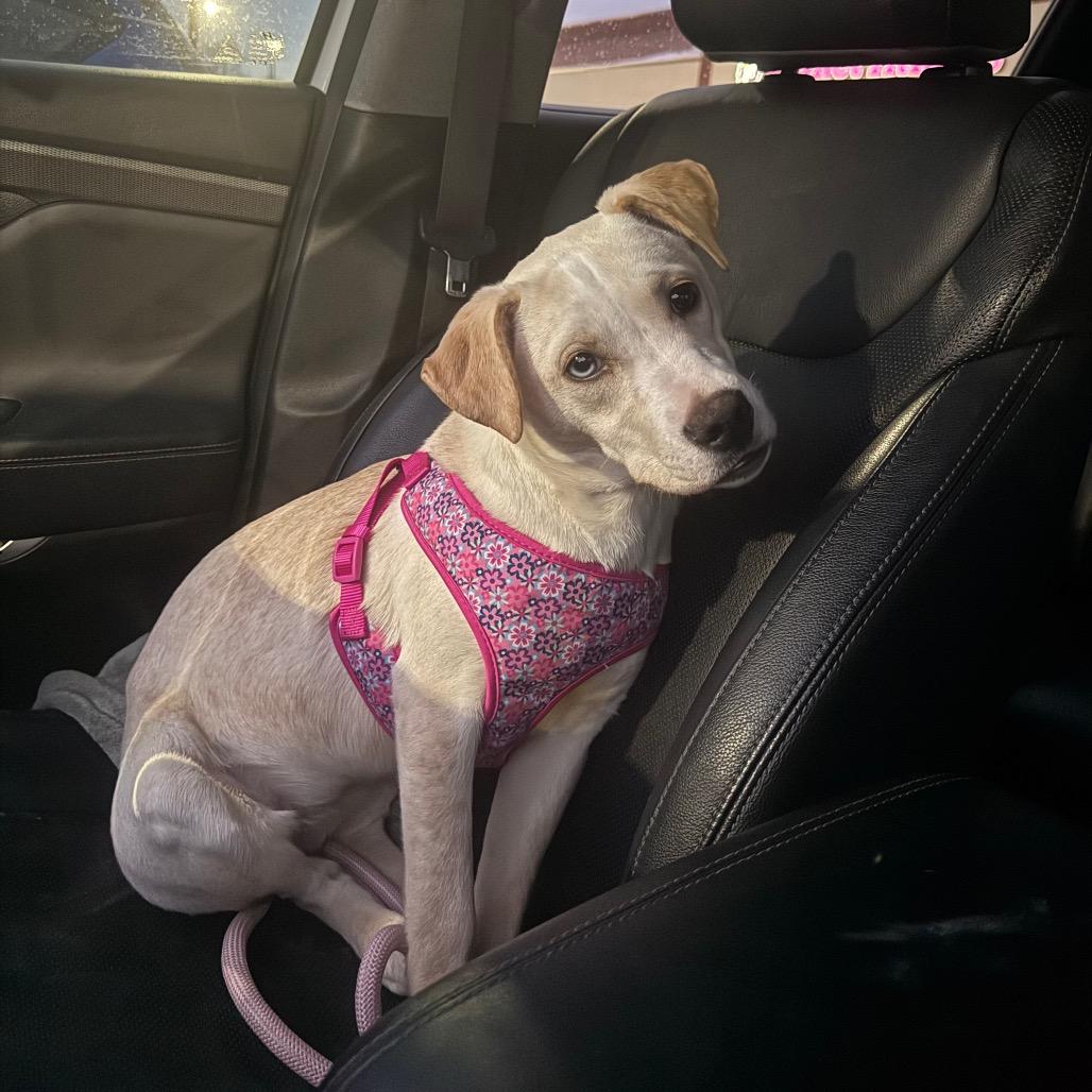 Iris — thumbnail 3