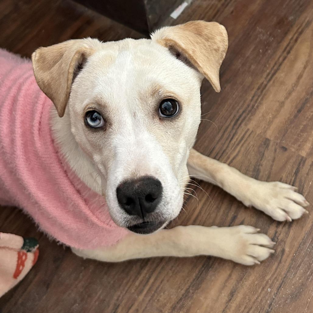 Iris — thumbnail 5