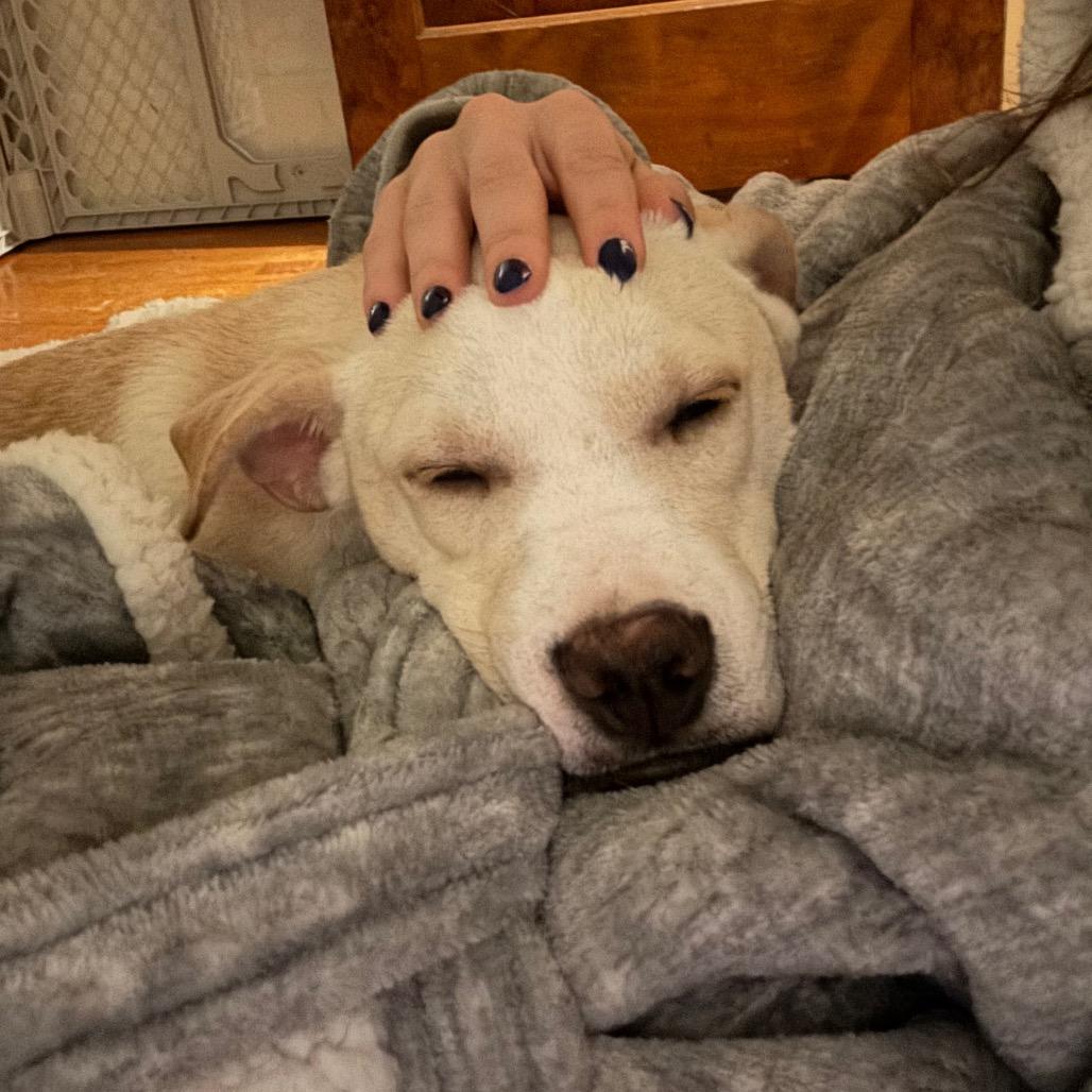 Iris — thumbnail 6