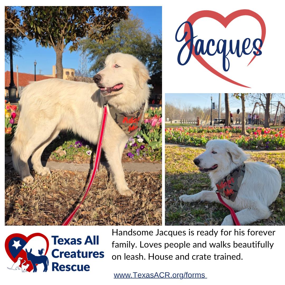 Enlarge Jacques, a Adoptable Great Pyrenees in Alvarado, TX image 1/1