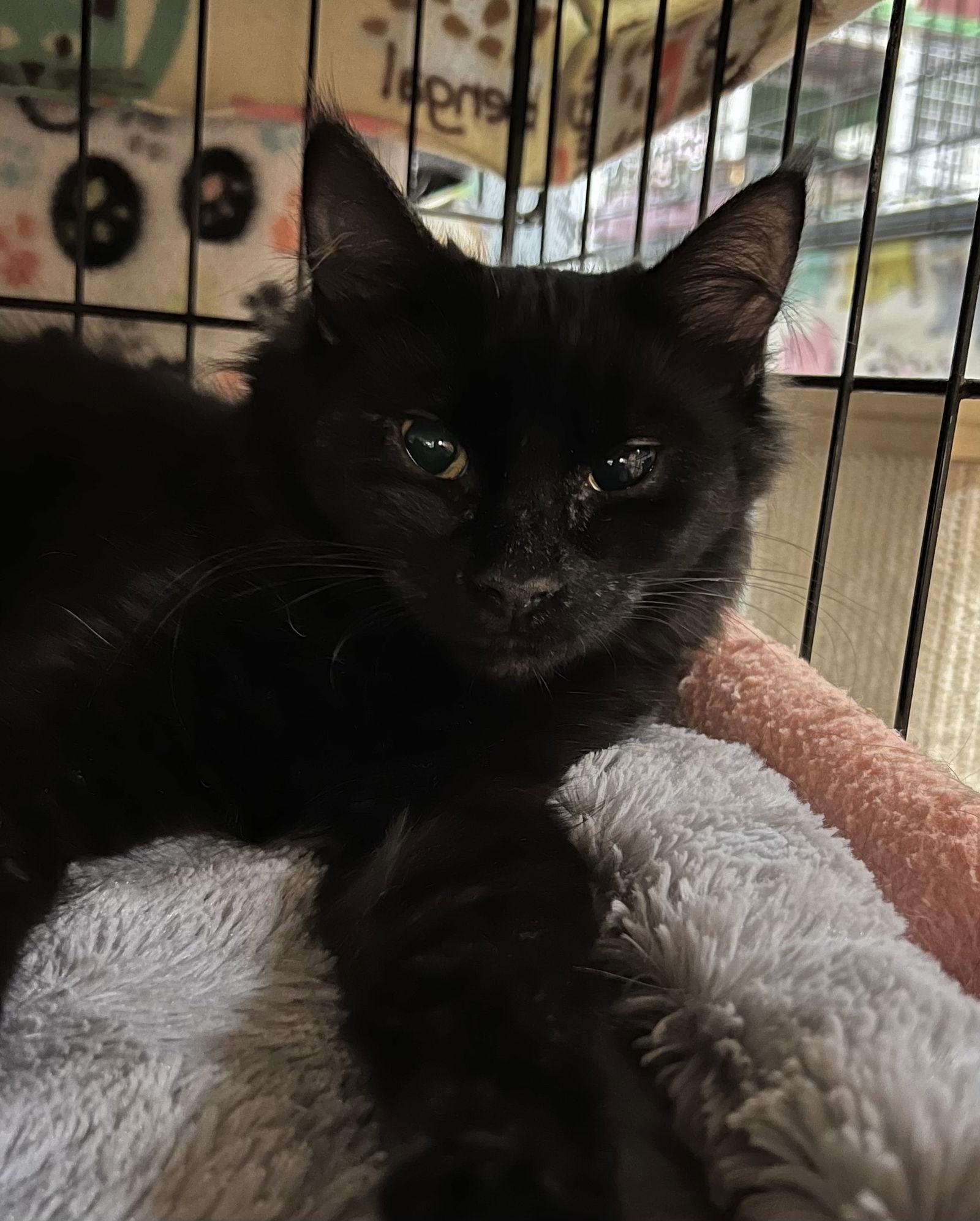 Devon, Adopted, Young Male Domestic Medium Hair.