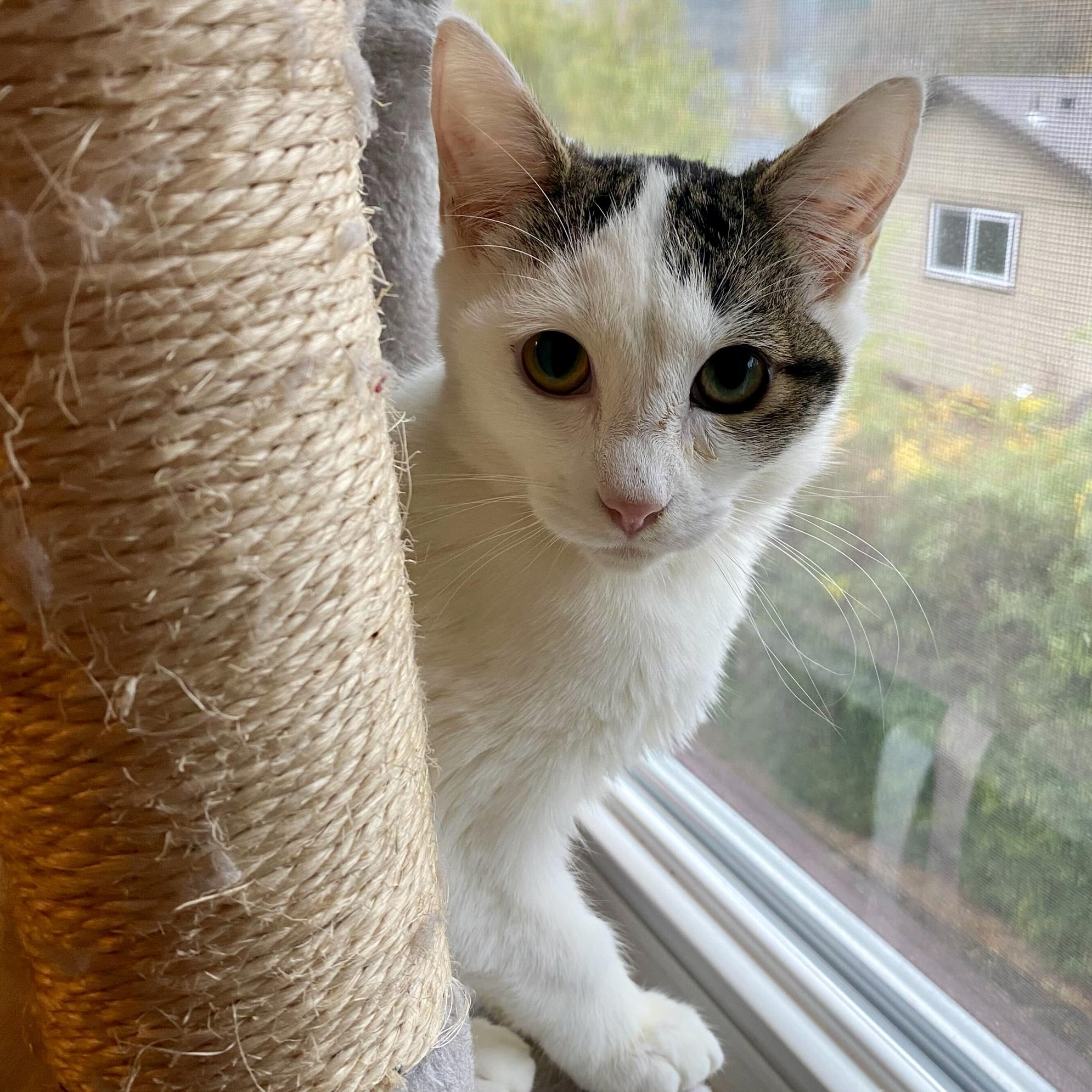 Maverick, Adoptable, Kitten Male Domestic Short Hair.