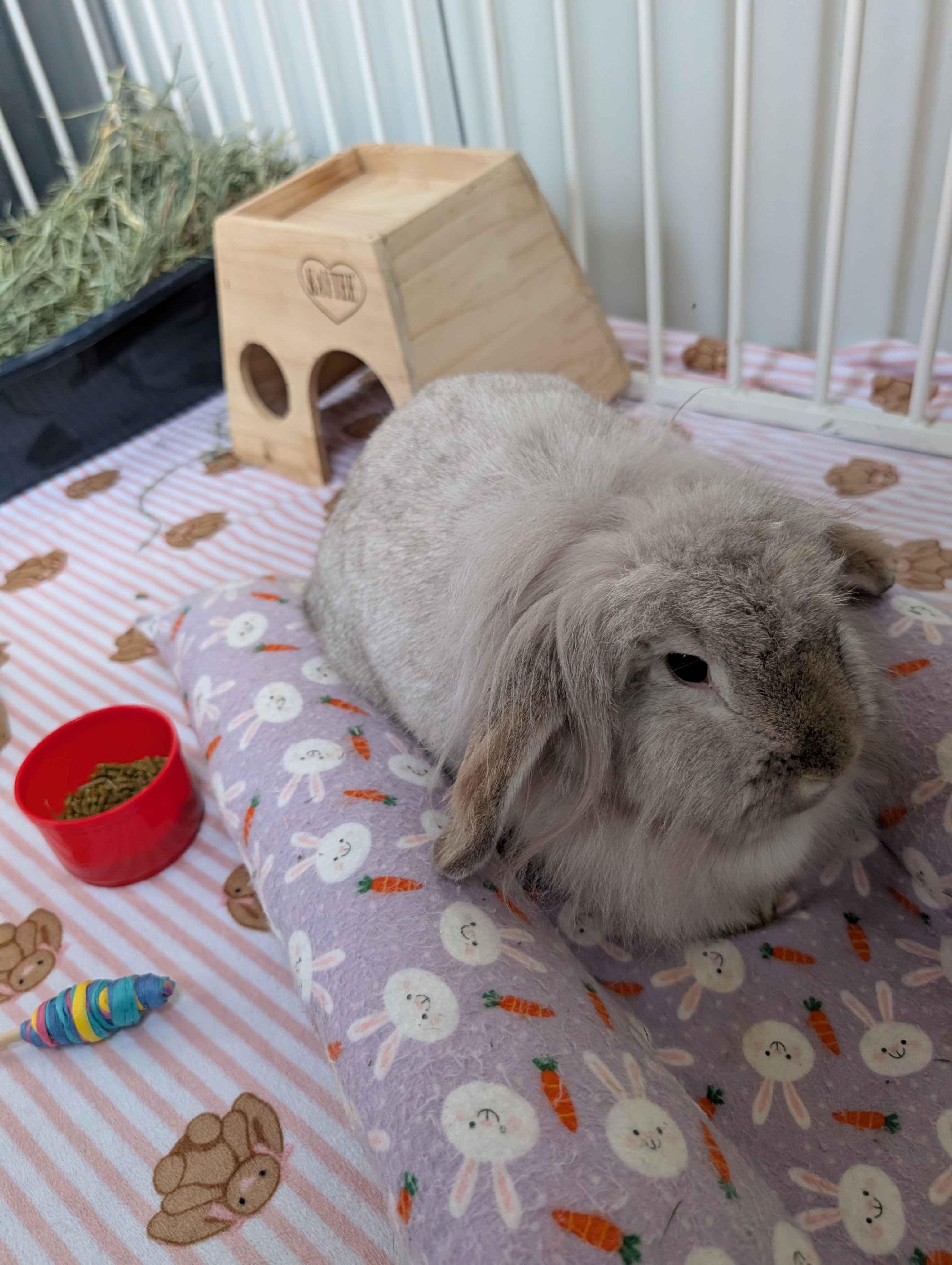 Enlarge Toadette , a ADOPTABLE mixed breed in Canal Fulton, OH image 4/4