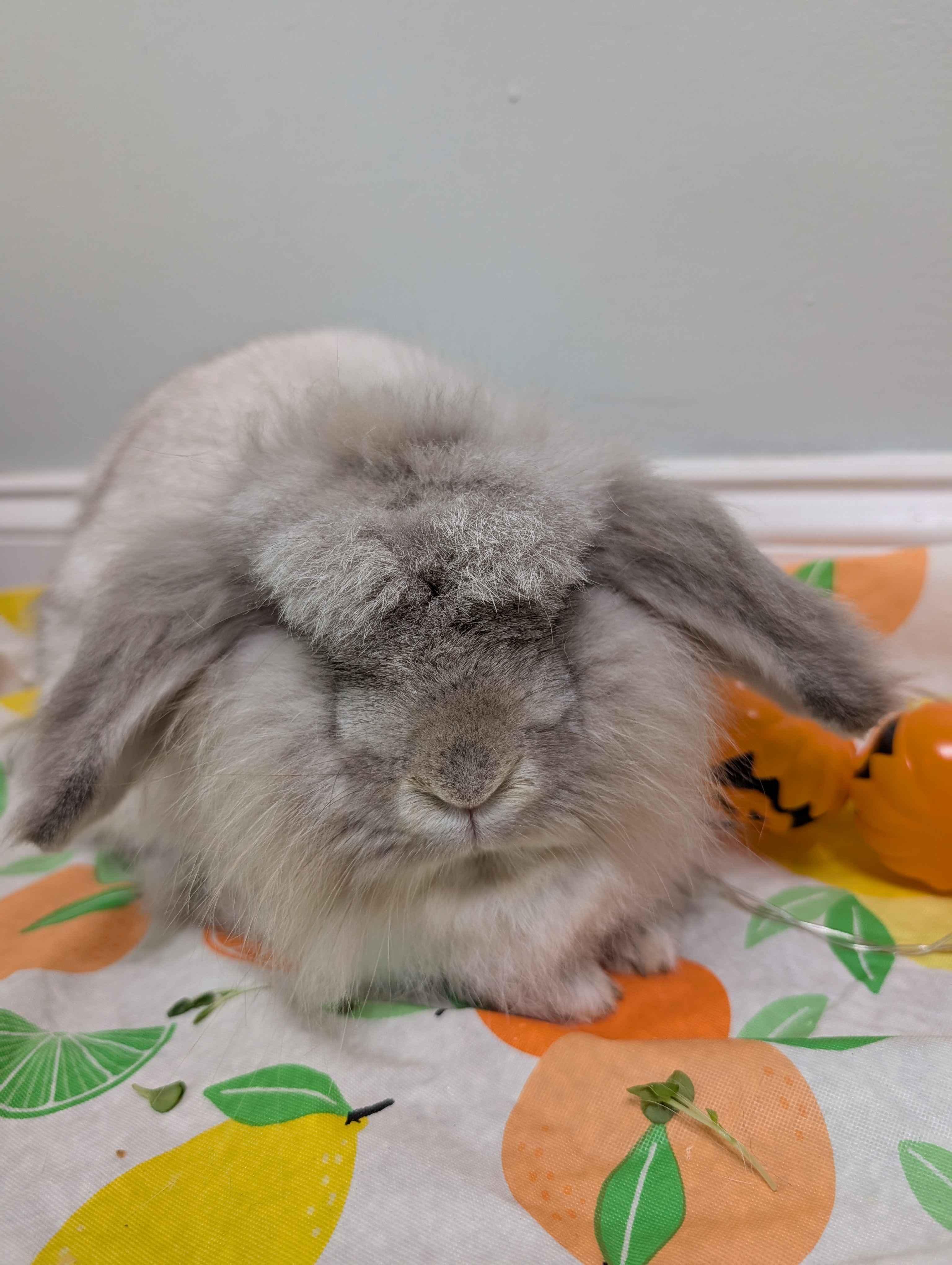 Enlarge Toadette , a Adoptable mixed breed in Canal Fulton, OH image 2/4
