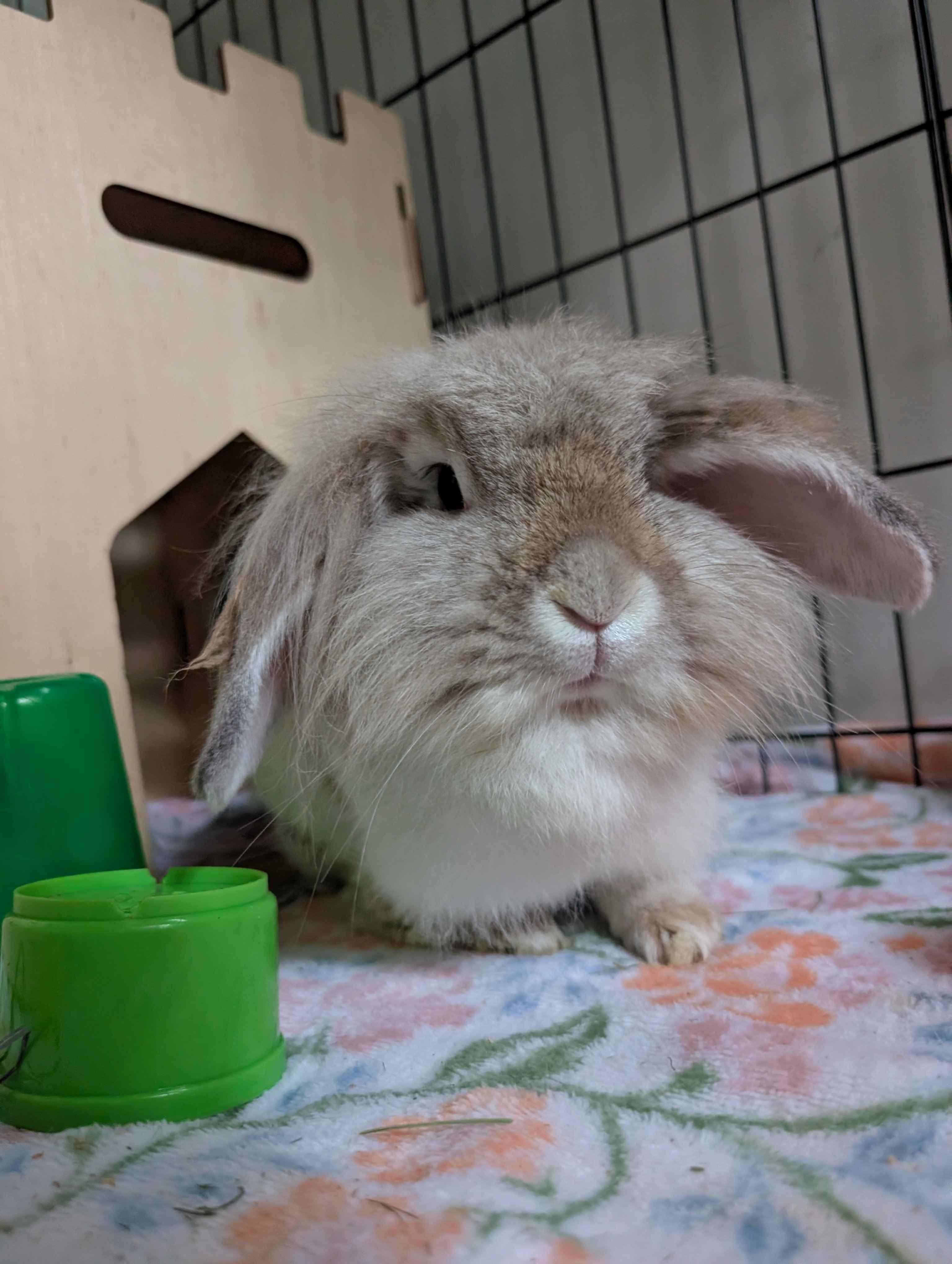 Enlarge Toadette , a Adoptable mixed breed in Canal Fulton, OH image 3/4