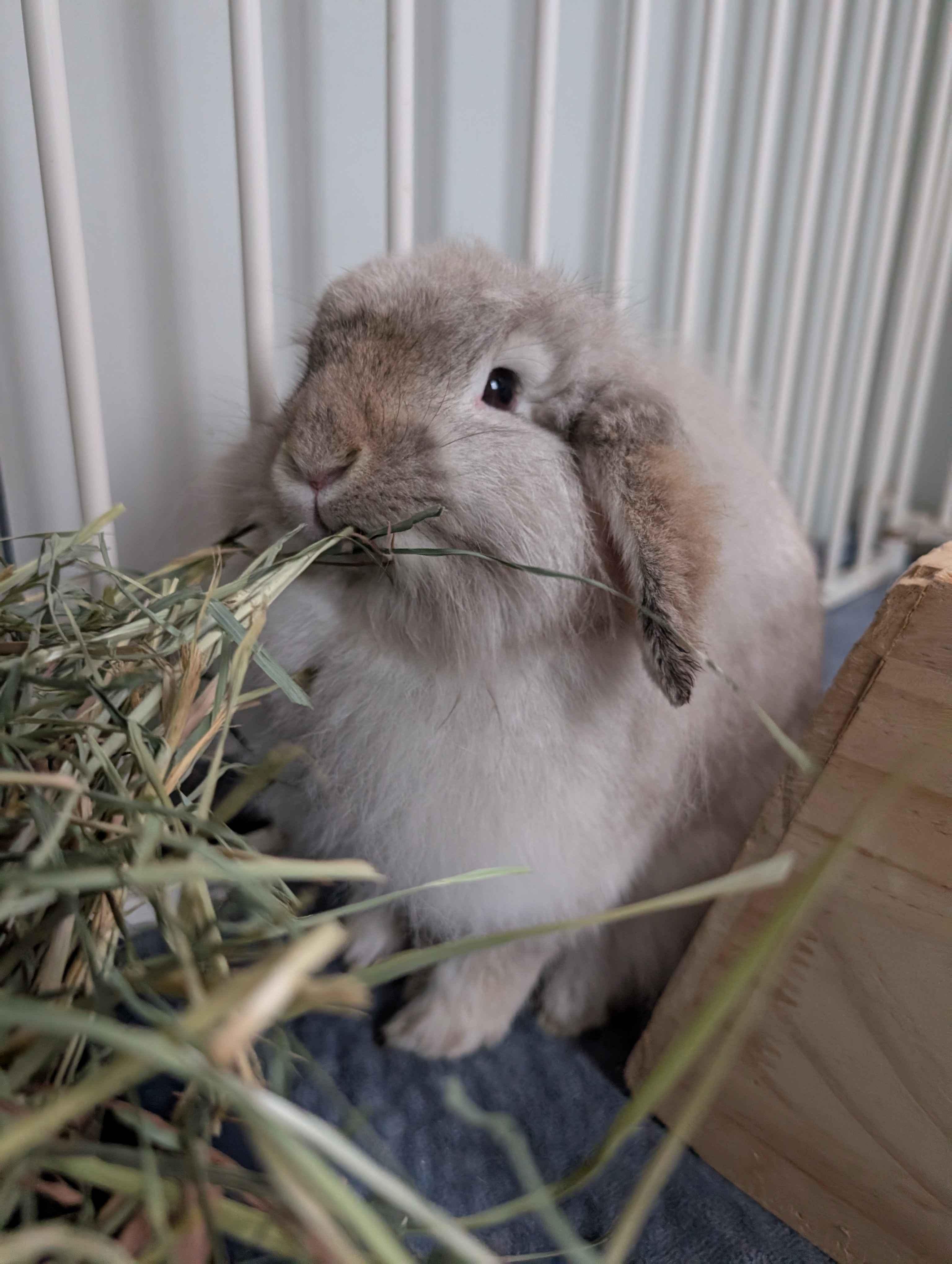 Toadette , ADOPTABLE, Adult Female Lop Eared.