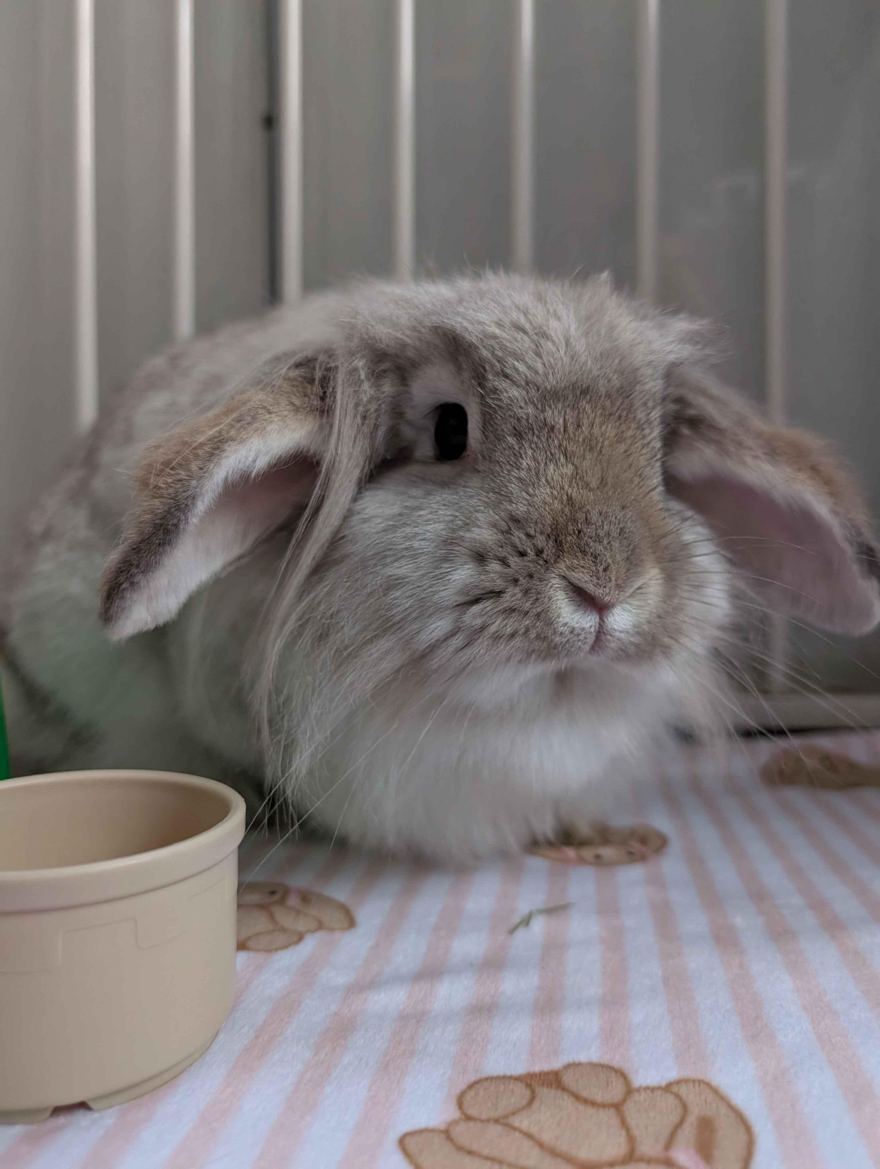 Toadette , ADOPTABLE, Adult Female Lop Eared.