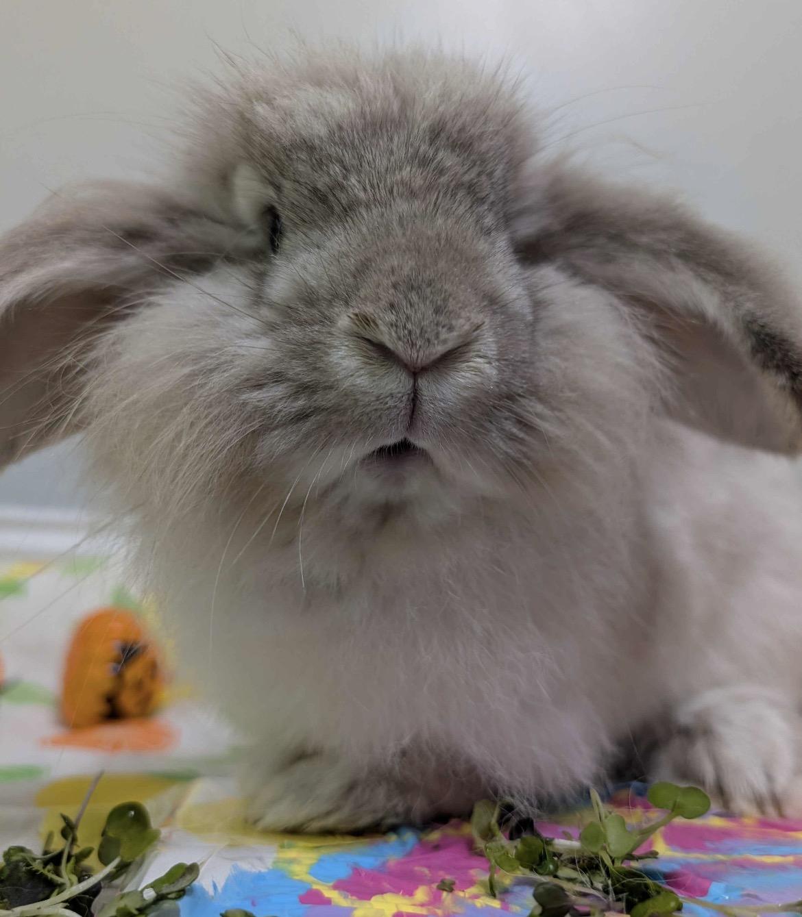 Enlarge Toadette , a Adoptable mixed breed in Canal Fulton, OH image 1/4