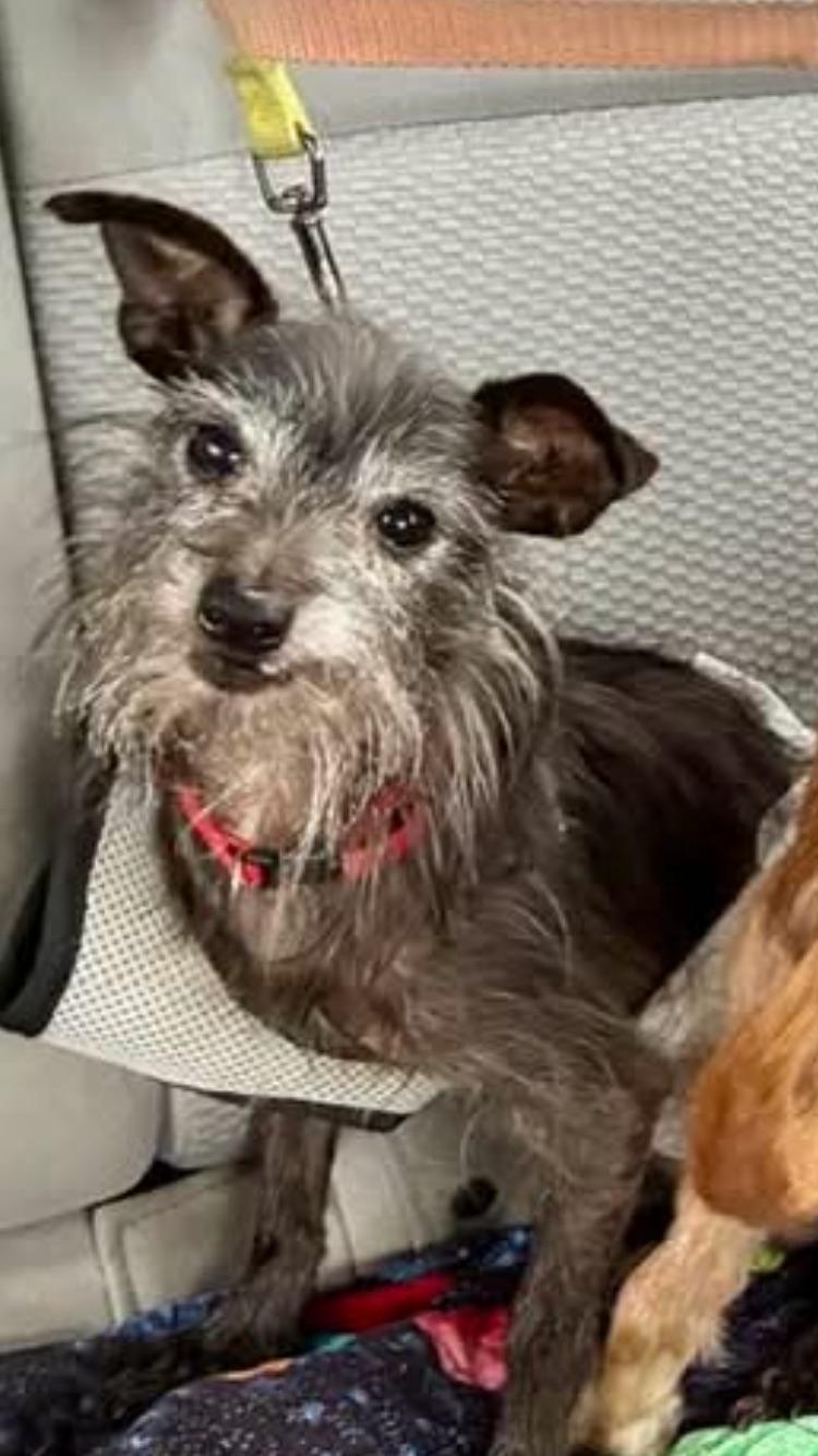 Pedro (Calif dog), ADOPTABLE, Senior Male Terrier.