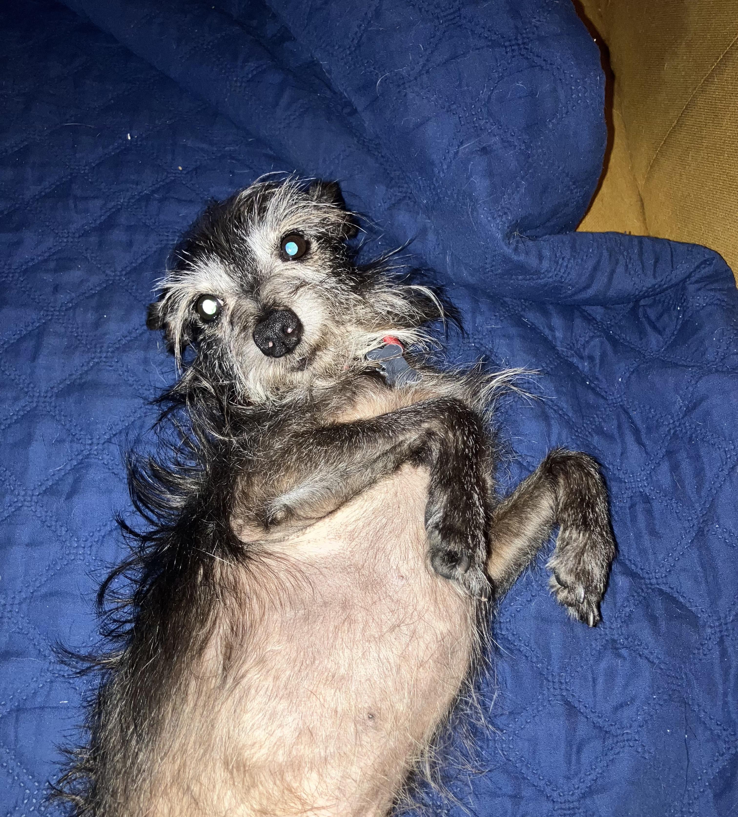 Enlarge Pedro (Calif dog), a ADOPTABLE mixed breed in Atascadero, CA image 3/3