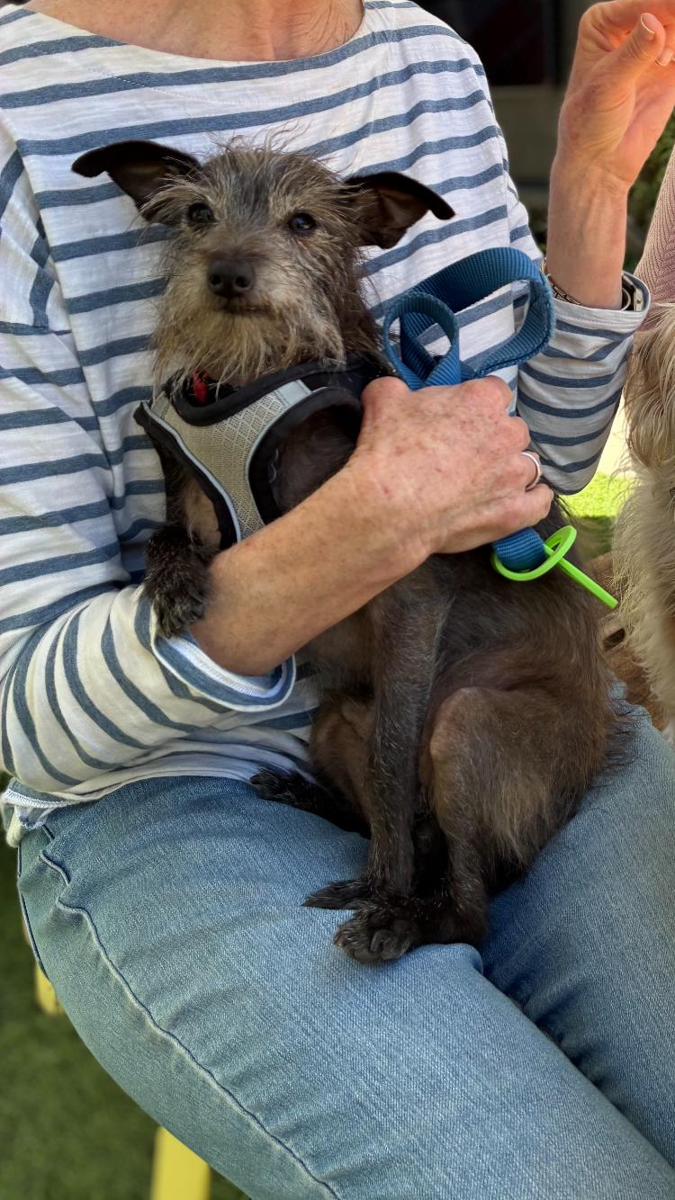 Enlarge Pedro (Calif dog), a ADOPTABLE mixed breed in Atascadero, CA image 2/3