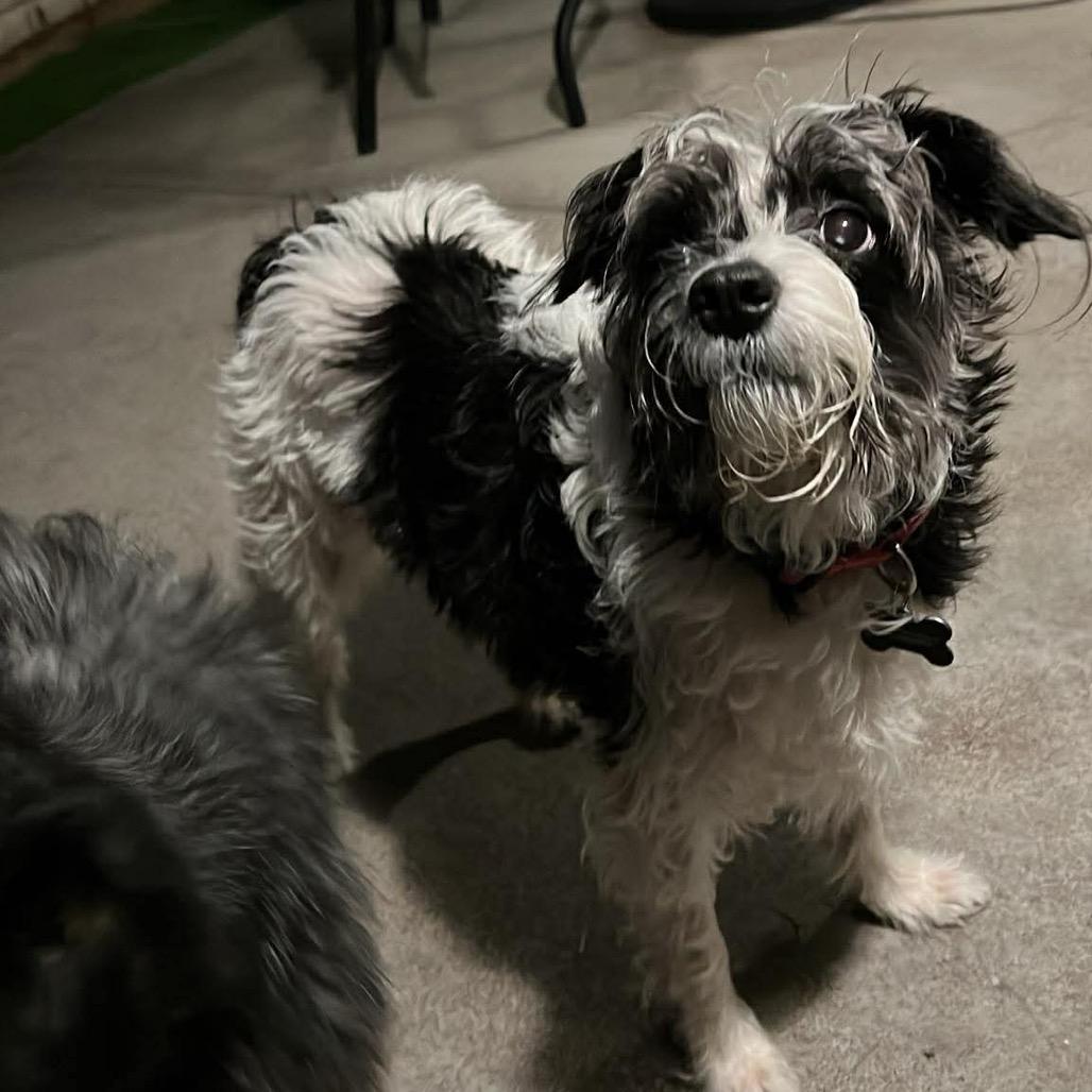 Enlarge Domino, a Adoptable mixed breed in Las Vegas, NV image 1/6