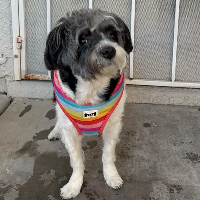 Domino, Adoptable, Adult Female Poodle & Mixed Breed.
