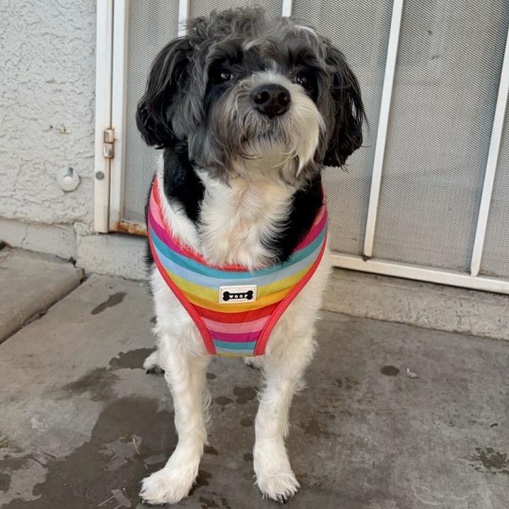 Domino, Adoptable, Adult Female Poodle & Mixed Breed.