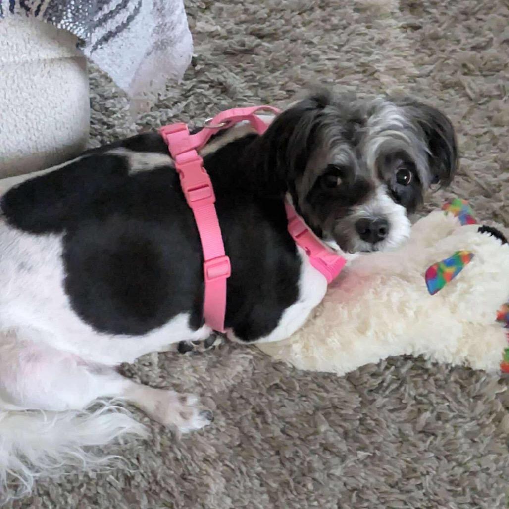 Enlarge Domino, a Adoptable mixed breed in Las Vegas, NV image 2/6