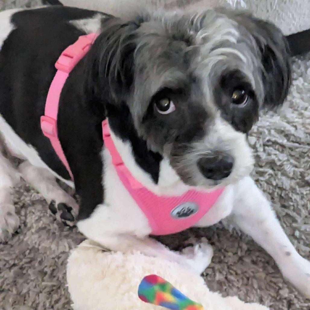 Enlarge Domino, a Adoptable mixed breed in Las Vegas, NV image 3/6