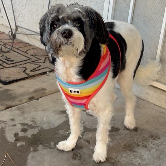 Enlarge Domino, a Adoptable mixed breed in Las Vegas, NV image 4/6