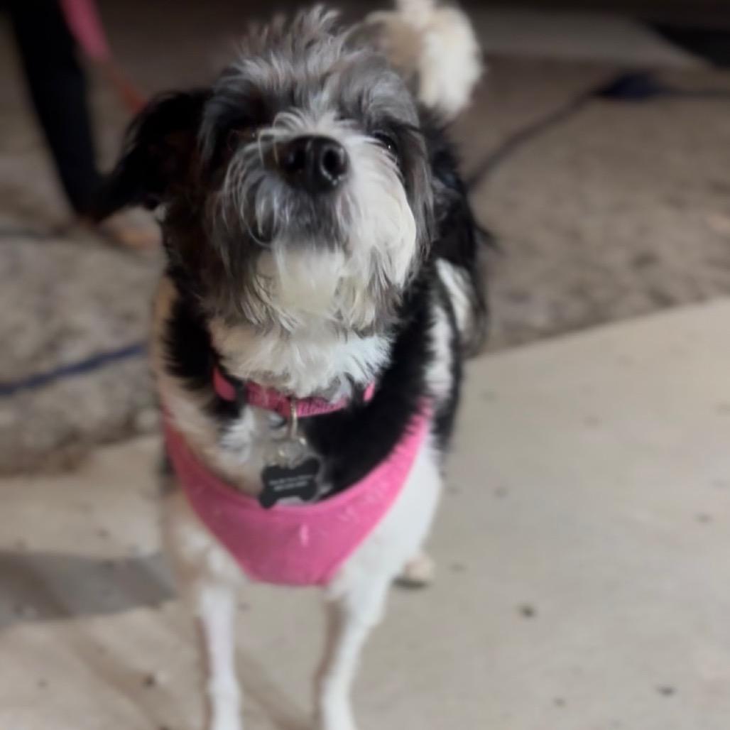 Enlarge Domino, a Adoptable mixed breed in Las Vegas, NV image 5/6